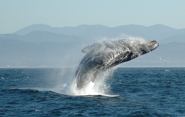 Вчені підрахували, скільки мікропластику з'їдають сині кити