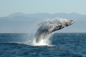 Ученые подсчитали, какое количество микропластика съедают синие киты