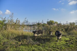 Своїми діями на окупованій ЗАЕС російські війська вбивають тварин – Енергоатом