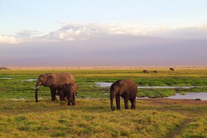 В Кении из-за засухи погибли сотни слонов, зебр и других травоядных