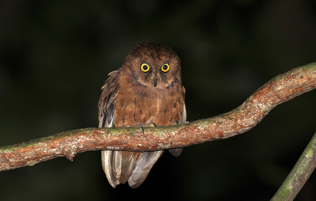 Новий вид сов мешкає на африканському острові