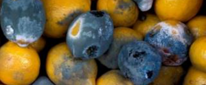 Эксперт пищевых технологий рассказала, какие продукты в супермаркетах могут быть опасными из-за отключения света