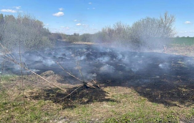 Росія знищила майже три мільйони гектарів українських лісів – Зеленський