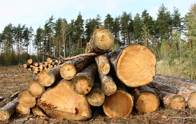Україна заборонила експорт паливної деревини
