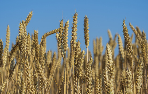 Киев запускает инициативу «Зерно из Украины» для поставки продовольствия в беднейшие страны Африки