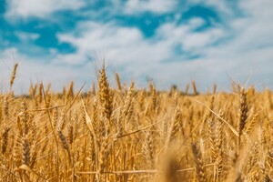 США виділили $20 мільйонів на ініціативу «Зерно з України»