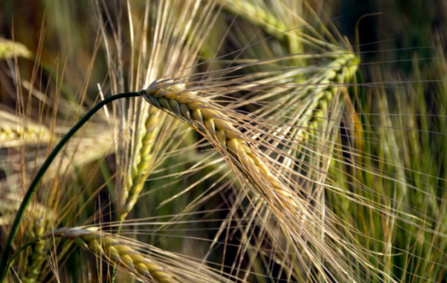 «Зерно из Украины»: Италия выделила на украинскую продовольственную инициативу 2 миллиона евро
