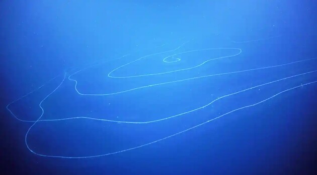 Ученые нашли в океане гигантское животное с щупальцами