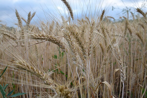 Окупанти зібрали та вивезли з України врожай пшениці вартістю $1 млрд – Bloomberg