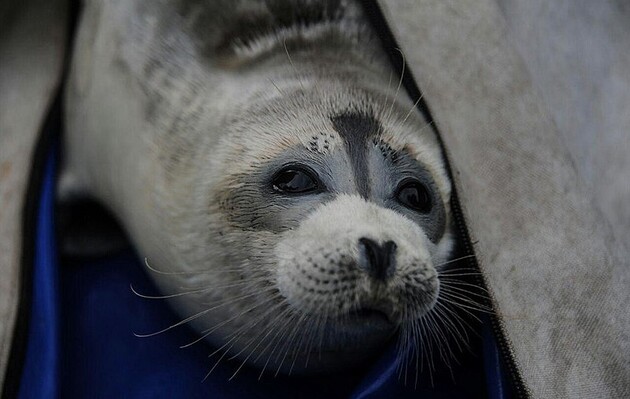 Близько 2500 мертвих тюленів викинуло на берег Каспійського моря в РФ