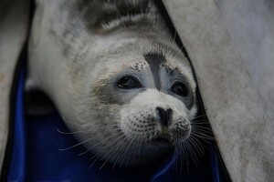 Близько 2500 мертвих тюленів викинуло на берег Каспійського моря в РФ