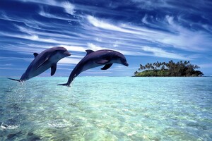 В Тихом океане нашли новый подвид дельфинов