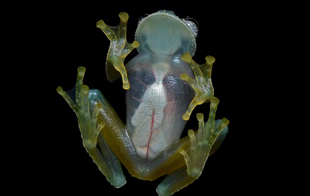 Скляна жаба. wikipedia