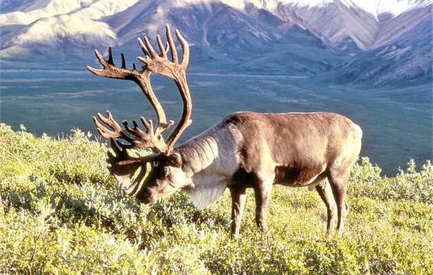 Північні олені змінюють свої харчові звички через глобальне потепління