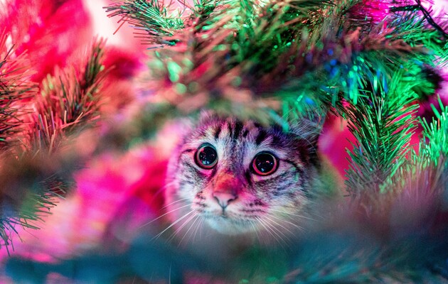 Наступний рік буде роком кота чи кролика