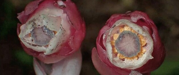 Растения "крадут" питательные вещества у грибов