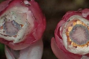 Ученые нашли новый вид растений, которые не использует фотосинтез