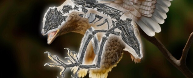 Вчені знайшли істоту-гібрид птаха та динозавра