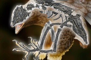 Ученые нашли существо-гибрид птицы и динозавра