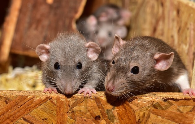 Вчені змогли «повернути назад» старіння у мишей