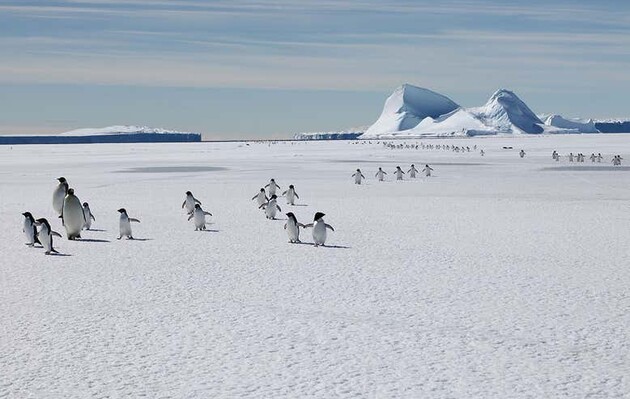 Вчені знайшли в Антарктиді нову колонію імператорських пінгвінів