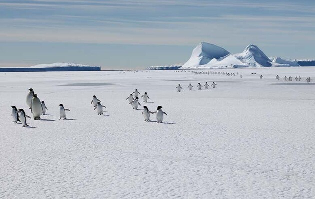 В Антарктиде нашли новую колонию императорских пингвинов