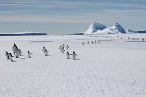Вчені знайшли в Антарктиді нову колонію імператорських пінгвінів