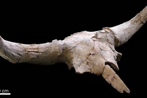 Ученые рассказали о неожиданной детали жизни неандертальцев