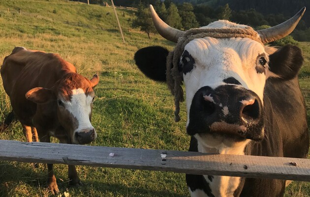В Китае клонировали "суперкоров"