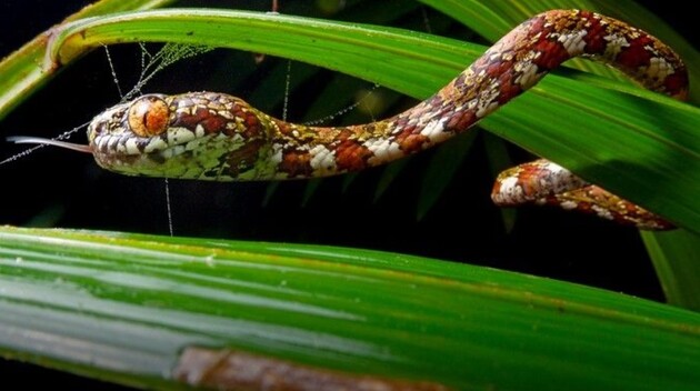 Новый вид змей из Панамы назвали в честь ди Каприо