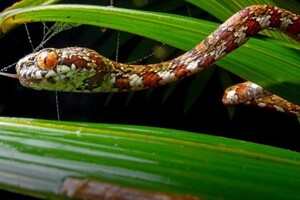 Новый вид змей из Панамы назвали в честь ди Каприо