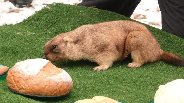 Тимка ІІІ прогнозирует весну через шесть недель