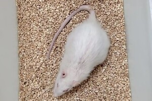 Ученым удалось продлить жизнь самой долгоживущей лабораторной крысы в мире