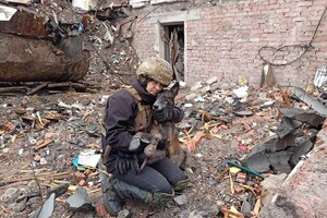 Собаки войны: спасают живых, находят мертвых