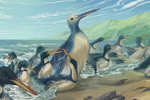 Палеонтологи обнаружили останки самого большого известного пингвина