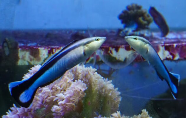 Рыбки могут узнать себя в зеркале и на фотографии