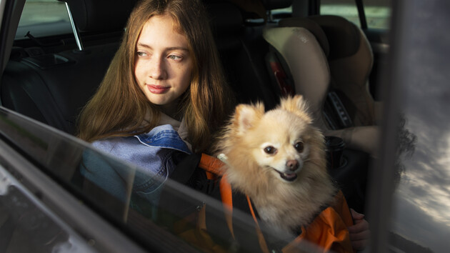  В Україні можуть ввести нові правила перевезення тварин в авто