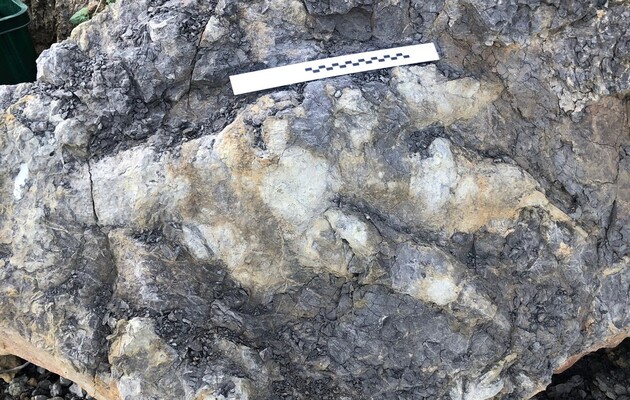 Археолог нашла в Англии гигантский след динозавра