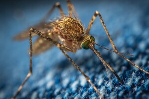 Малярійні комарі розширюють територію проживання на п'ять кілометрів на рік