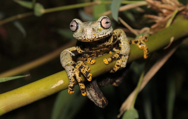 Ученые нашли в горах Эквадора «потустороннюю» лягушку из «Властелина колец»