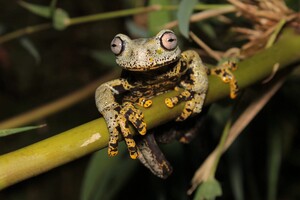 Вчені знайшли в горах Еквадору «потойбічну» жабу з «Володаря перснів»