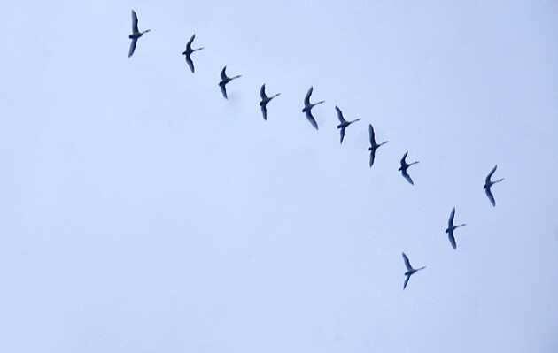 Возмущения в геомагнитном поле могут влиять на курс перелетных птиц