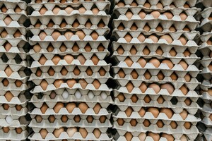 Держаудитслужба визнала, що ціни на яйця в МО дійсно були завищені без жодних підстав