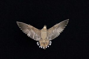Вчені назвали птаха з найбілішим пір'ям у світі