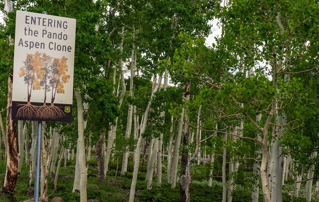 Олени медленно съедают Пандо