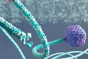 Ученые нашли «эволюционное чудо»: вирус Рапунцель