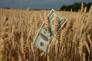 Обкрадають двічі: експортери продають зерно за безцінь, та ще й не повертають гроші в країну
