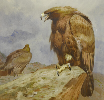 Вчені знайшли останки викопного гігантського орла