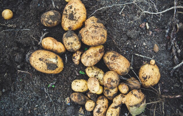 Слідами скандалу в Міноборони: Малюська похвалився закупкою картоплі для СІЗО