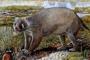 Палеонтологи нашли в Австралии останки древнего животного, похожего на вомбата